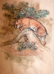 Lince norueguês, 1851-69
